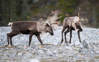 Mountain caribou