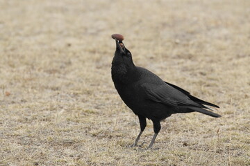 Corneja negra, Corvus corone, Bello, Teruel, España
