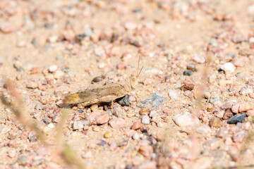 Carolina Grasshopper (Dissosteira carolina) on the Ground in Colorado