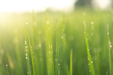 close up of green rice field in morning with sun light blurred background