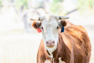 A Cow (Bos taurus) in Open Pasture with Sawed off Horns - obrazy, fototapety, plakaty