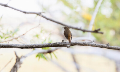 An Adult Hermit Thrush (Catharus guttatus) Perched on a Tree Limb During Migration in Colorado