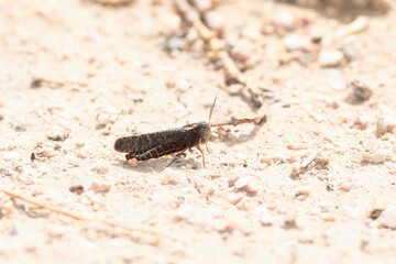 Macro of a Northern Red-winged (Arphia pseudonietana) Grasshopper on the Ground