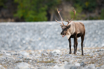 Mountain caribou