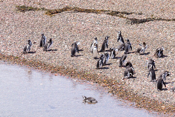 Fototapeta premium Magellanic penguins. Punta Tombo penguin colony, Patagonia