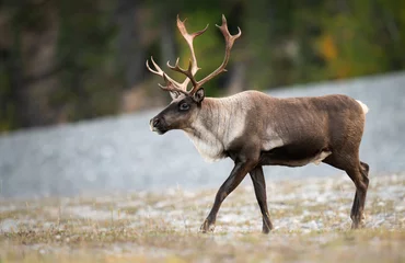 Fototapeten Antilope Mountain caribou  © Jillian