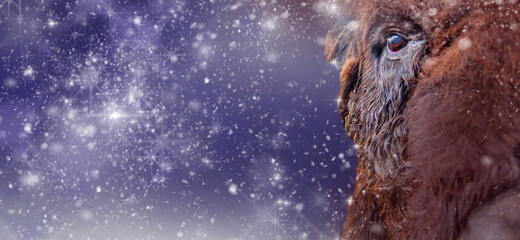 The head of a bull with a red eye against the background of an abstract starry snowy sky. Concept...