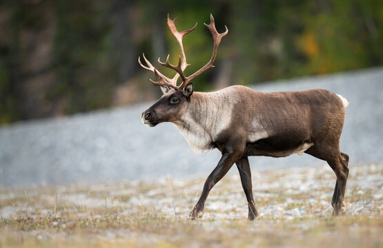 Mountain caribou