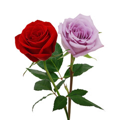 Bunch of rosy roses isolated on white 