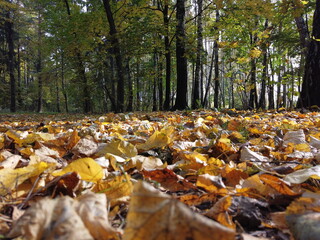 Autumn in the park or forest. Autumn season background. Trees in the light of the morning sun. Autumn leaves on the ground