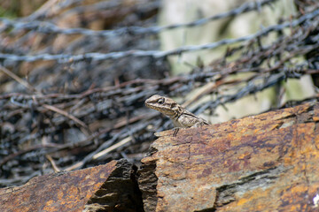 close up of a himalyan lizard sitting on stone.