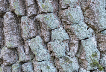 Abstract texture background of oak bark