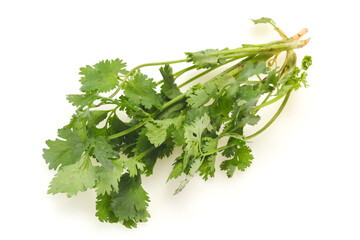 Fresh ripe  Green cilantro leaves