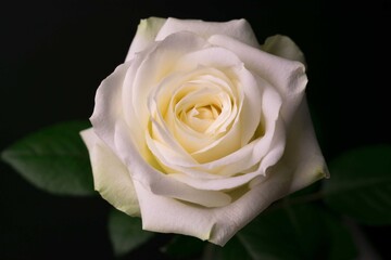 
White rose on a black background.
Close-up.