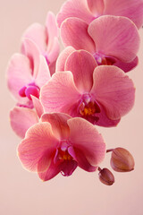 Fototapeta na wymiar Tender pink orchid flowers on the beige background