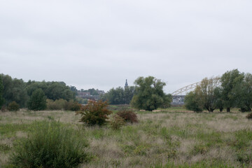 Tree standing in Dutch polder landscape