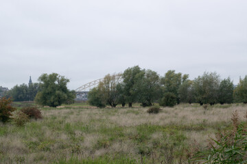 Tree standing in Dutch polder landscape