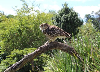 owl on a tree branch