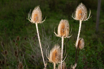Dry thorny stems and seed heads
