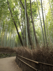 Bosque de Bambú, en el barrio de Arashiyama, en Kioto, Japón