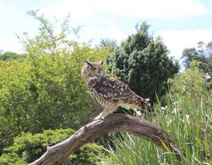 Obraz premium owl on a branch