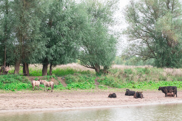 Animals on Dutch polder landscape