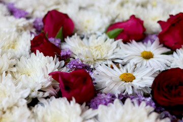 Red rose, pink rose with white and purple flower wallpaper image