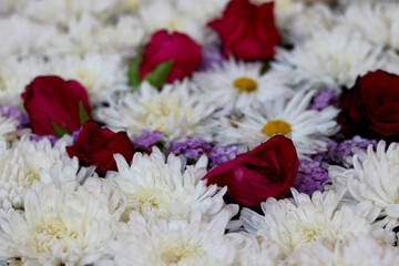 Red rose, pink rose with white and purple flower wallpaper image