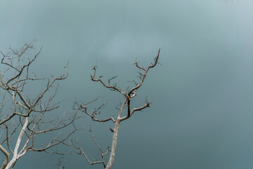 The branches of the dead tree the sky is dark.