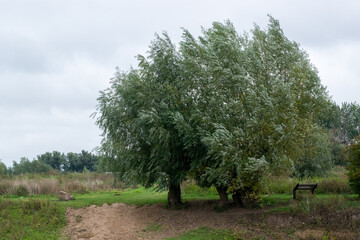 Two Trees in Ooyse Schependom