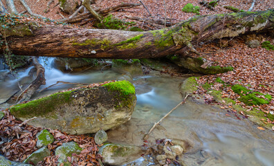 small river rushing over autumn mountain canyon covered a dry leaves