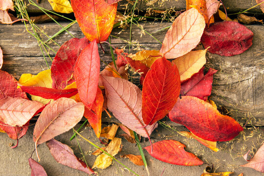 Red and Orange Autumn Leaves. Beautiful background image of fallen autumn leaves.