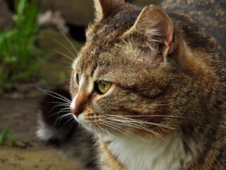 cat, animal, pet, feline, kitten, cute, domestic, fur, eyes, kitty, portrait, mammal, tabby, pets, face, eye, green, looking, head, beautiful, wild, whiskers, nature, cats, adorable