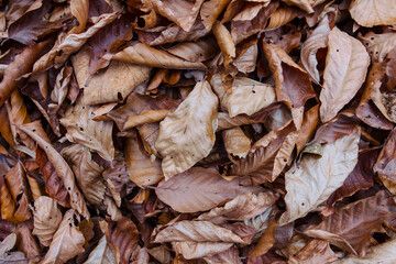 closeup heap of dry beech leaves, outdoor natural background