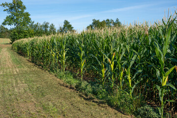 Fototapeta premium A green field of corn growing up in the autumne. Rows of fresh unpicked corn
