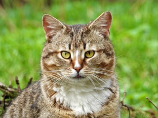 cat, animal, pet, feline, kitten, cute, domestic, fur, eyes, kitty, portrait, mammal, tabby, pets, face, eye, green, looking, head, beautiful, wild, whiskers, nature, cats, adorable