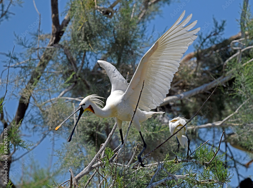 Poster Eurasian spoonbill / Löffler (Platalea leucorodia)