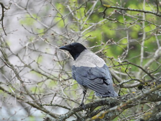 bird, nature, wildlife, animal, crow, black, beak, branch, wild, blackbird, tree, raven, birds,...