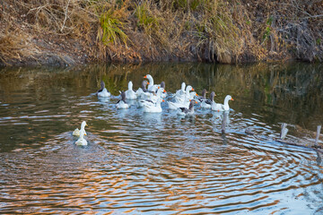 Naklejka na ściany i meble white duck herd swim in a river, rural aviculture background