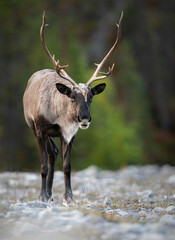 Caribou in the wild