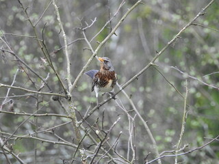 bird, robin, nature, wildlife, branch, tree, animal, red, wild, garden, winter, redbreast, beak, spring, christmas, breast, birds, feathers, feather, sparrow, small, erithacus rubecula, wing, perch