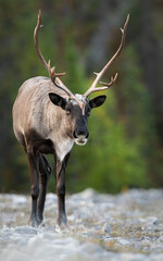 Caribou in the wild