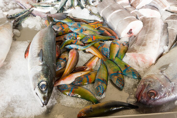 Colorful fresh fish on ice