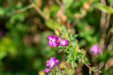 A close up picture of pink, red flowers. Green and blurry background