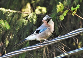 bird, jay, nature, wildlife, blue, animal, branch, tree, wild, chaffinch, beak, green, feather, sitting, garrulus glandarius, forest, birds, white, feathers, spring, wing, black, perched, fauna, ornit