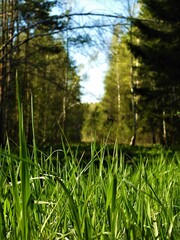 forest, nature, water, tree, lake, landscape, green, sky, river, summer, trees, reflection, spring, swamp, pond, grass, plant, blue, woods, autumn, beautiful, park, environment, sun, wood