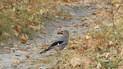 jay bird with an acorn in a beak