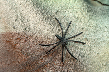 Halloween decorations. Scary dark basement filled with spiders and cobwebs.