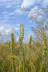 wheat, field, agriculture, sky, nature, cereal, summer, crop, grain, farm, corn, plant, food, harvest, ear, grass, blue, green, rural, farming, growth, rye, bread, golden, landscape