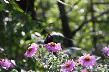 A butterfly on a pink flower on a green natural background collects nectar on a Sunny day.